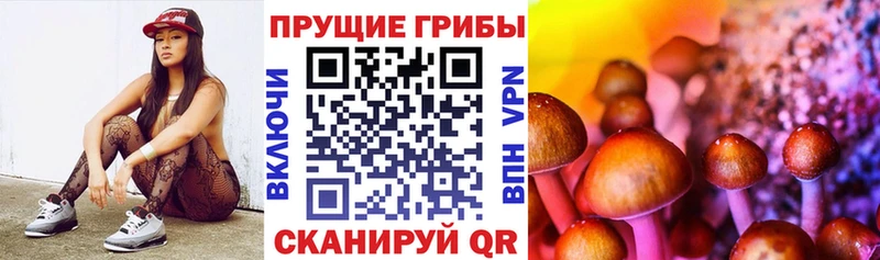 Купить где Мамоново Псилоцибиновые грибы мицелий